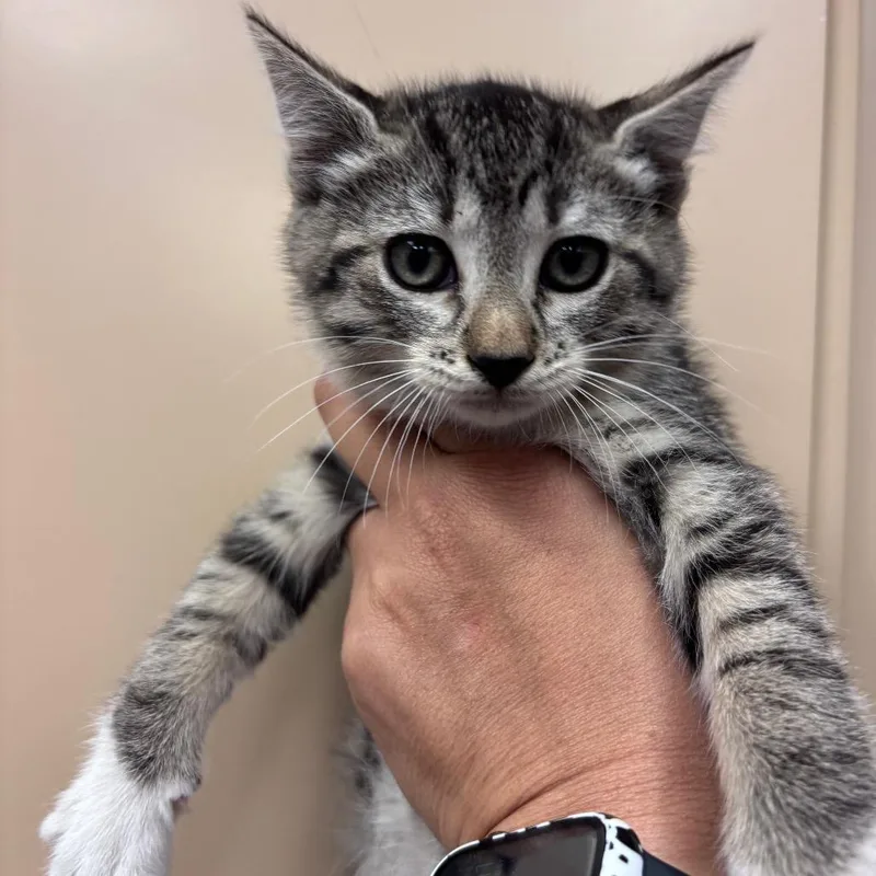A baby small-sized female Black Domestic Short Hair cat named Ember for adoption in Santa Barbara, CA
