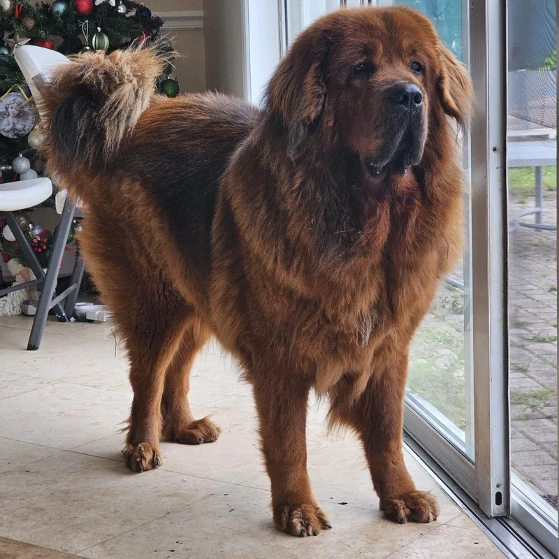 An adult extra large-sized female Tibetan Mastiff dog named Ruby for adoption in West Palm Beach, FL