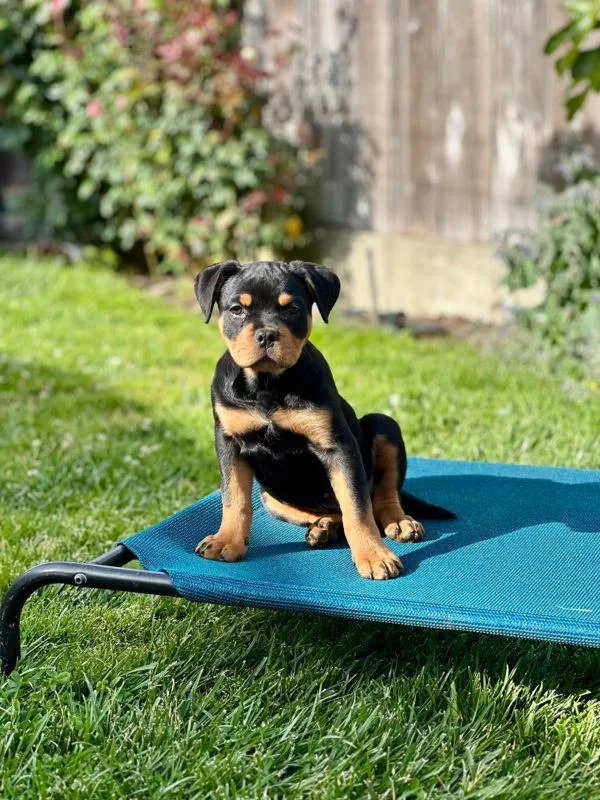 A baby small-sized female Rottweiler dog named Skeeter for adoption in Novato, CA