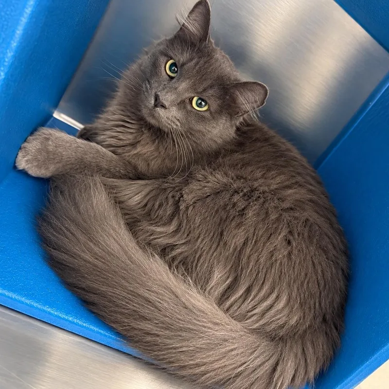 A young large-sized female Nebelung cat named Mystery for adoption in Fresno, CA
