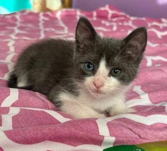 A baby small-sized male Domestic Short Hair cat named Indigo for adoption in Chula Vista, CA