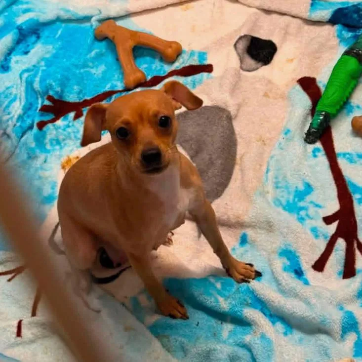An adult small-sized female Yellow / Tan / Blond / Fawn Chihuahua dog named Cheezit for adoption in Rockville, MD
