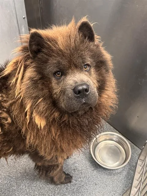 Bear