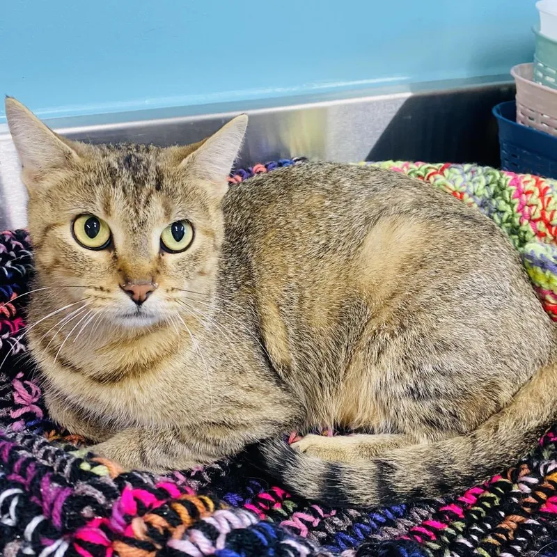 An adult small-sized female Domestic Short Hair cat named Briar for adoption in Mount Vernon, IN