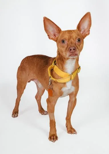 An adult small-sized male Yellow / Tan / Blond / Fawn Chihuahua dog named Rigo for adoption in West Hollywood, CA