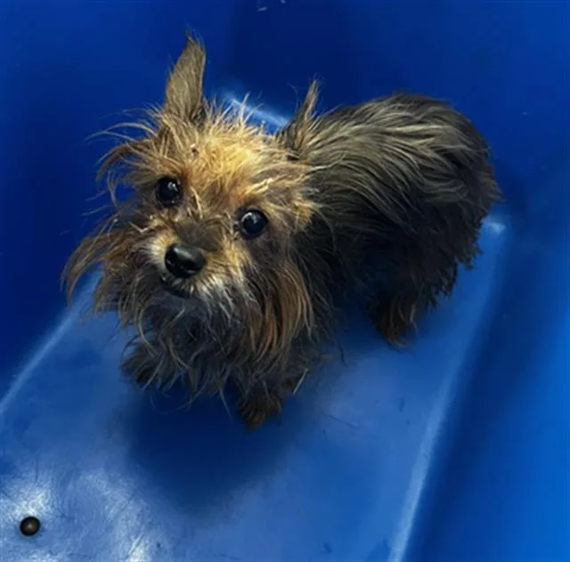 An adult medium-sized female Mixed Breed dog named Sasha for adoption in Dallas, TX