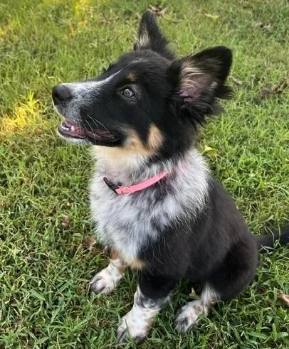 A baby medium-sized female Border Collie dog named Maeve for adoption in Cordova, TN
