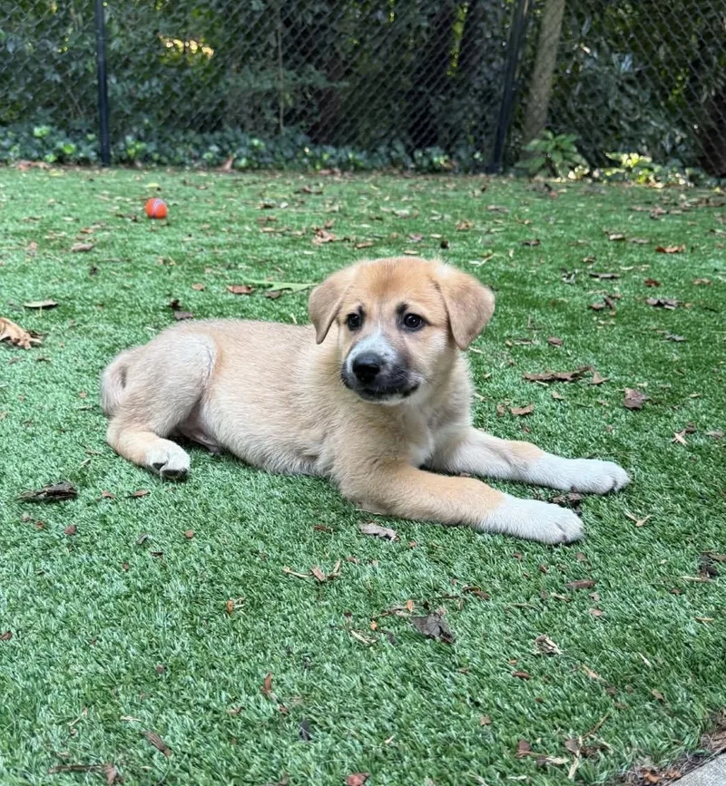 A baby large-sized male Yellow / Tan / Blond / Fawn German Shepherd Dog dog named Ralph for adoption in Kannapolis, NC