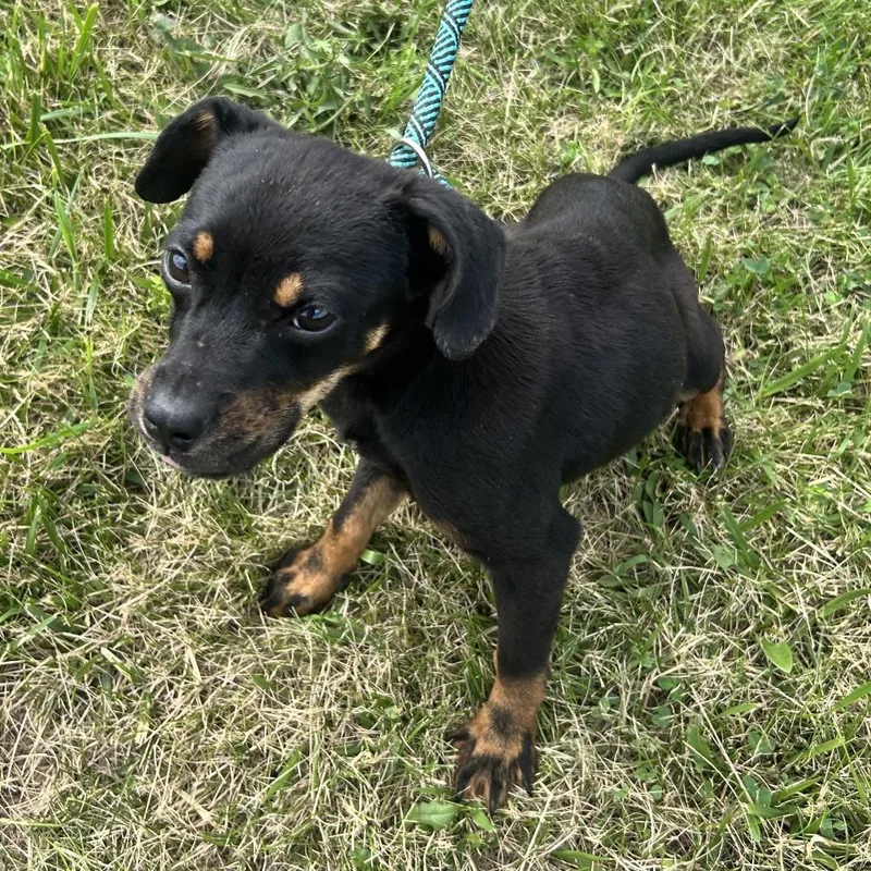 A young small-sized female Black Mixed Breed dog named Paprika for adoption in Uniontown, PA