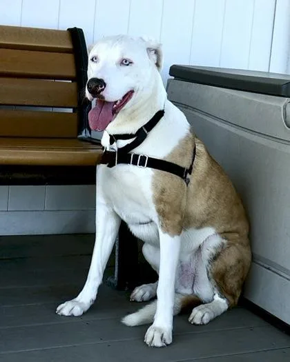 An adult large-sized male Mixed Breed dog named Robinson for adoption in West Seneca, NY
