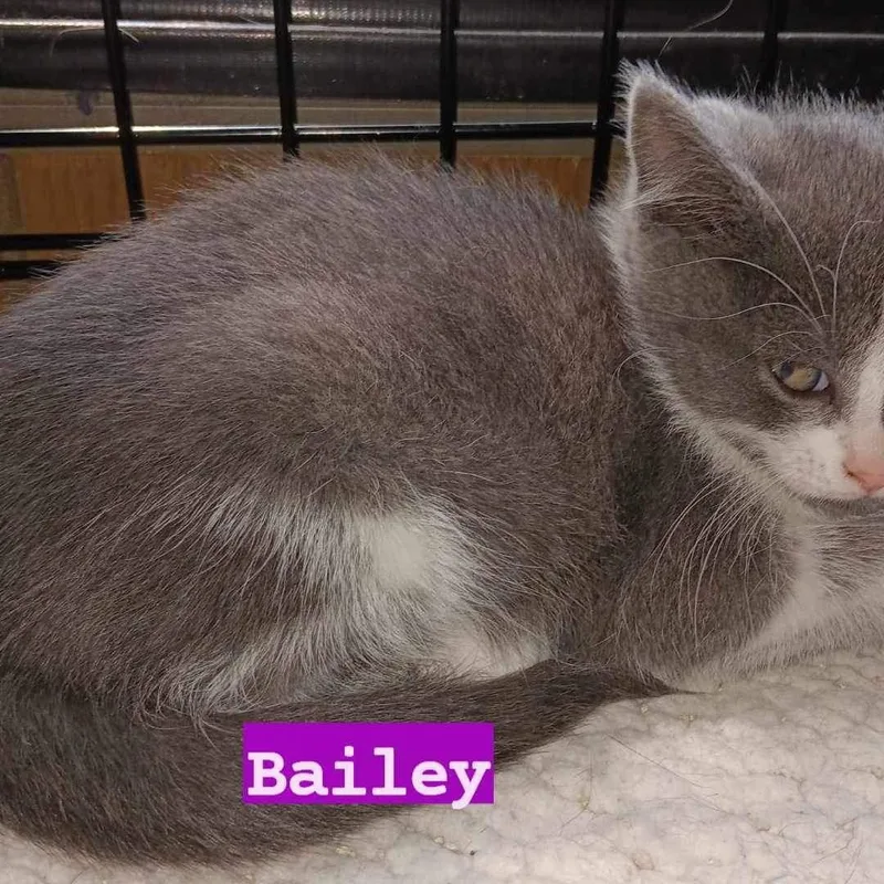 A young medium-sized female Domestic Short Hair cat named Bailey for adoption in Utica, MI