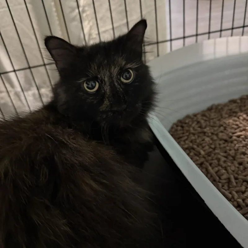 An adult medium-sized female Tortoiseshell Domestic Long Hair cat named Fanny for adoption in Marion, VA