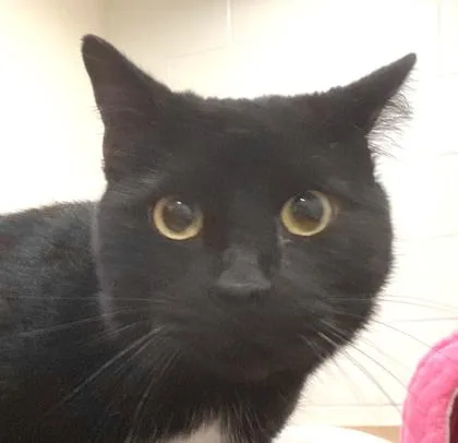 An adult large-sized male Domestic Short Hair cat named Boo Boy for adoption in Cincinnati, OH