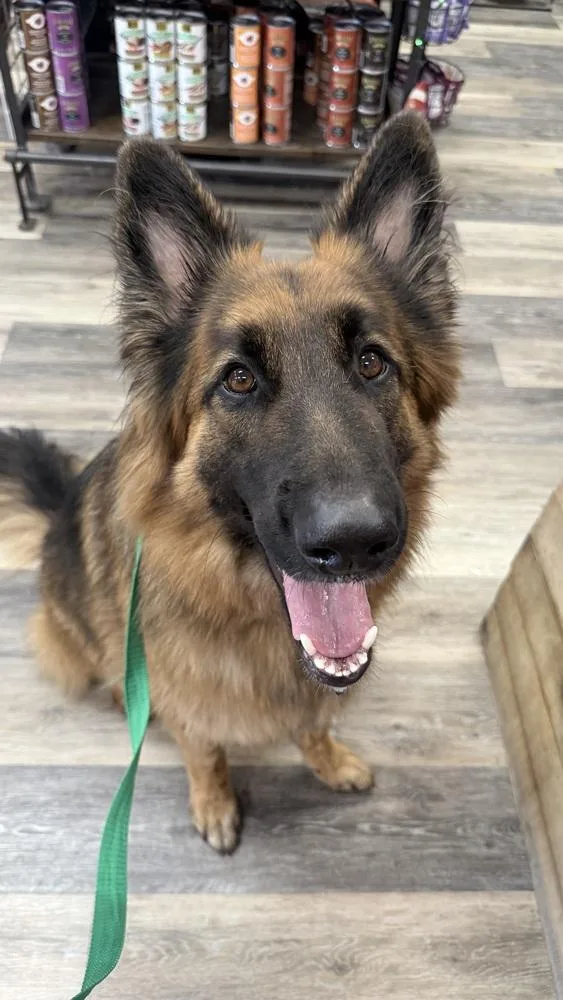 An adult large-sized male Tricolor (Brown, Black, & White) German Shepherd Dog dog named Cosimo for adoption in Houston, TX