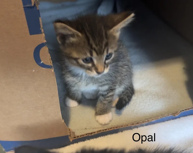 Opal