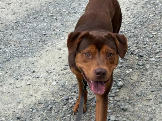 A young medium-sized male Hound dog named Hercules for adoption in Chapel Hill, NC