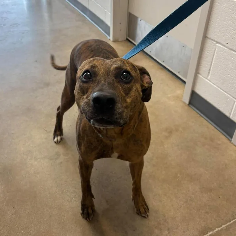 An adult medium-sized female Mixed Breed dog named Harper for adoption in Rocky Mount, VA
