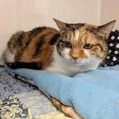 A senior medium-sized female Calico cat named Tilliethis Beauty Comes With for adoption in Green Valley, AZ