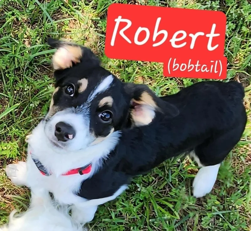 T Robert