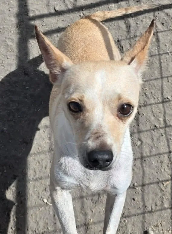 Marzabean thumbnail 2