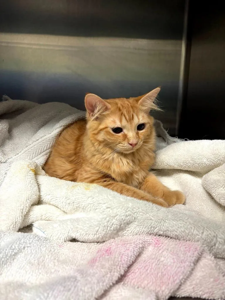 A young small-sized female Domestic Long Hair cat named Gwendolyn for adoption in Hartsville, SC