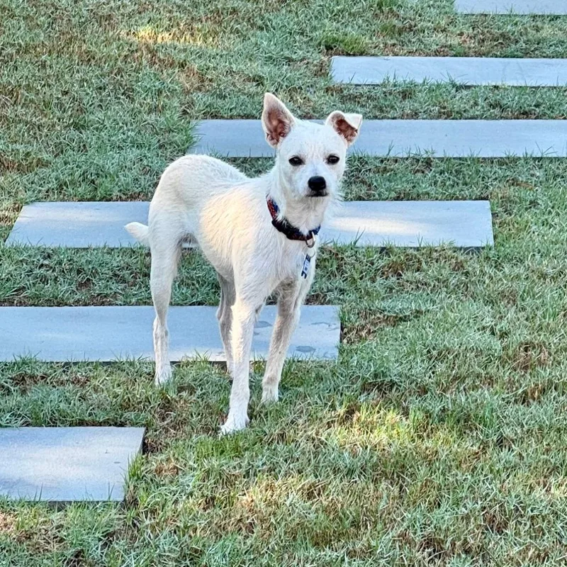 A young small-sized male White / Cream Terrier dog named Jimmy for adoption in Wake Forest, NC