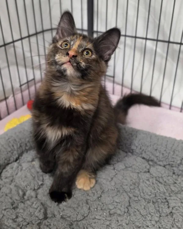 A baby small-sized female Domestic Medium Hair cat named Clementine for adoption in Novato, CA