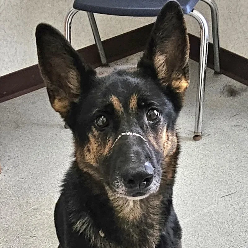 An adult medium-sized female Black German Shepherd Dog dog named Reese for adoption in Ballston Spa, NY