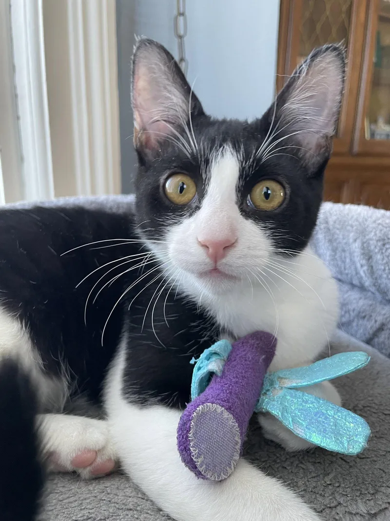 A young medium-sized female Black & White / Tuxedo Domestic Short Hair cat named Katie for adoption in Rochester, NY