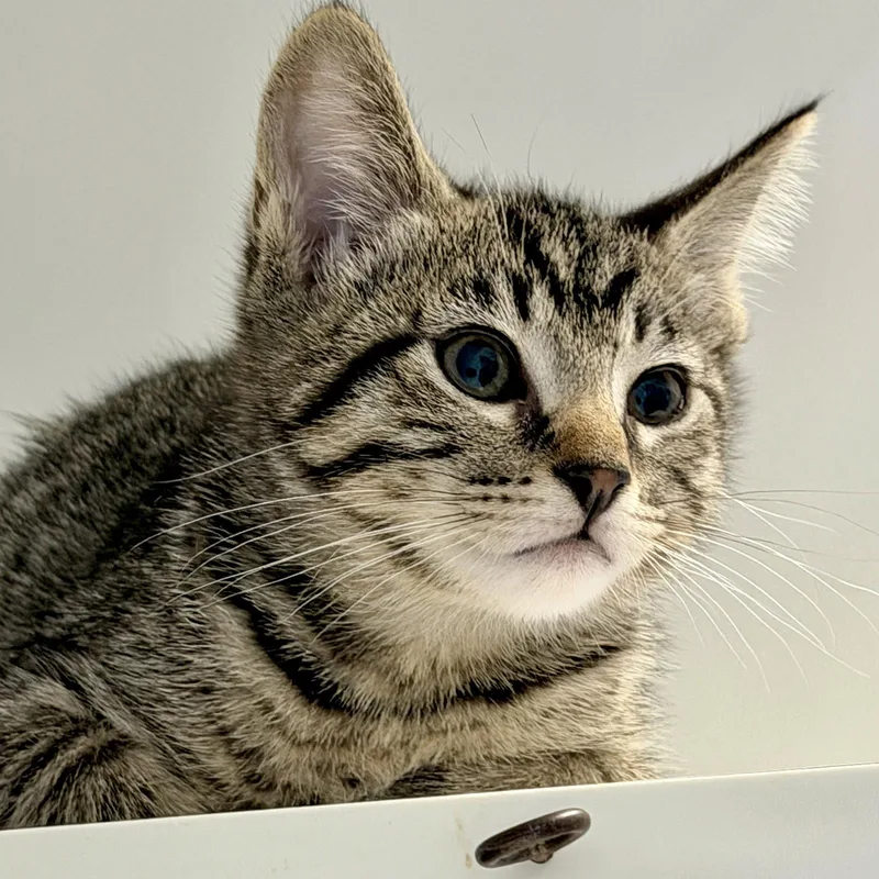 A baby small-sized female Brown / Chocolate Domestic Short Hair cat named Seasides for adoption in Oakland, CA