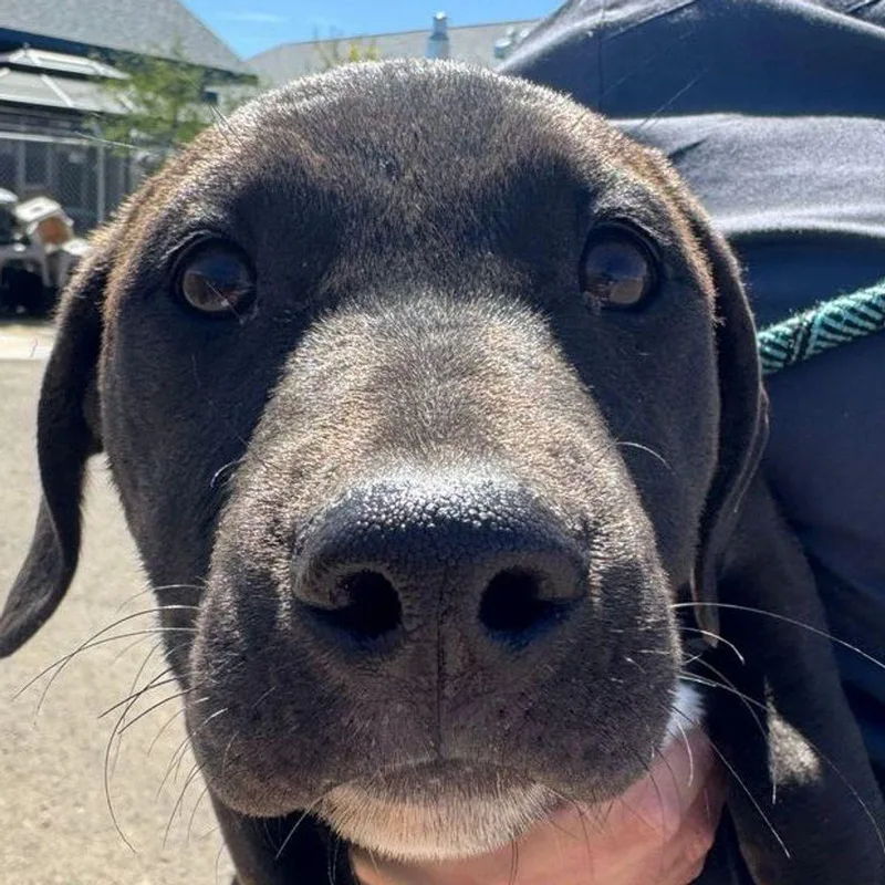 An adult small-sized female Black American Staffordshire Terrier dog named Sunset for adoption in Kingman, AZ