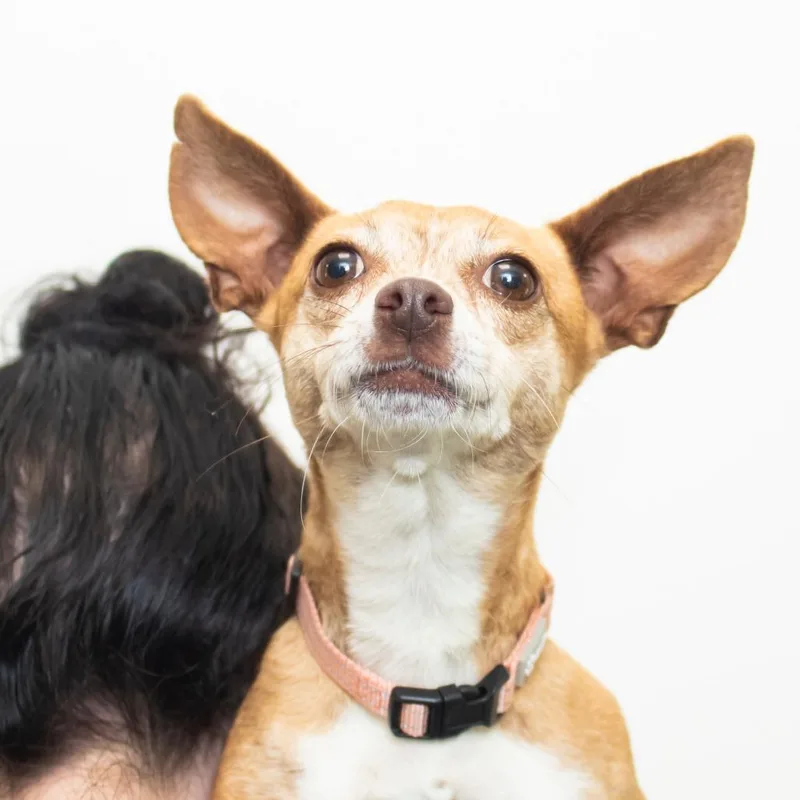An adult small-sized female Yellow / Tan / Blond / Fawn Chihuahua dog named Venus for adoption in Middletown, RI