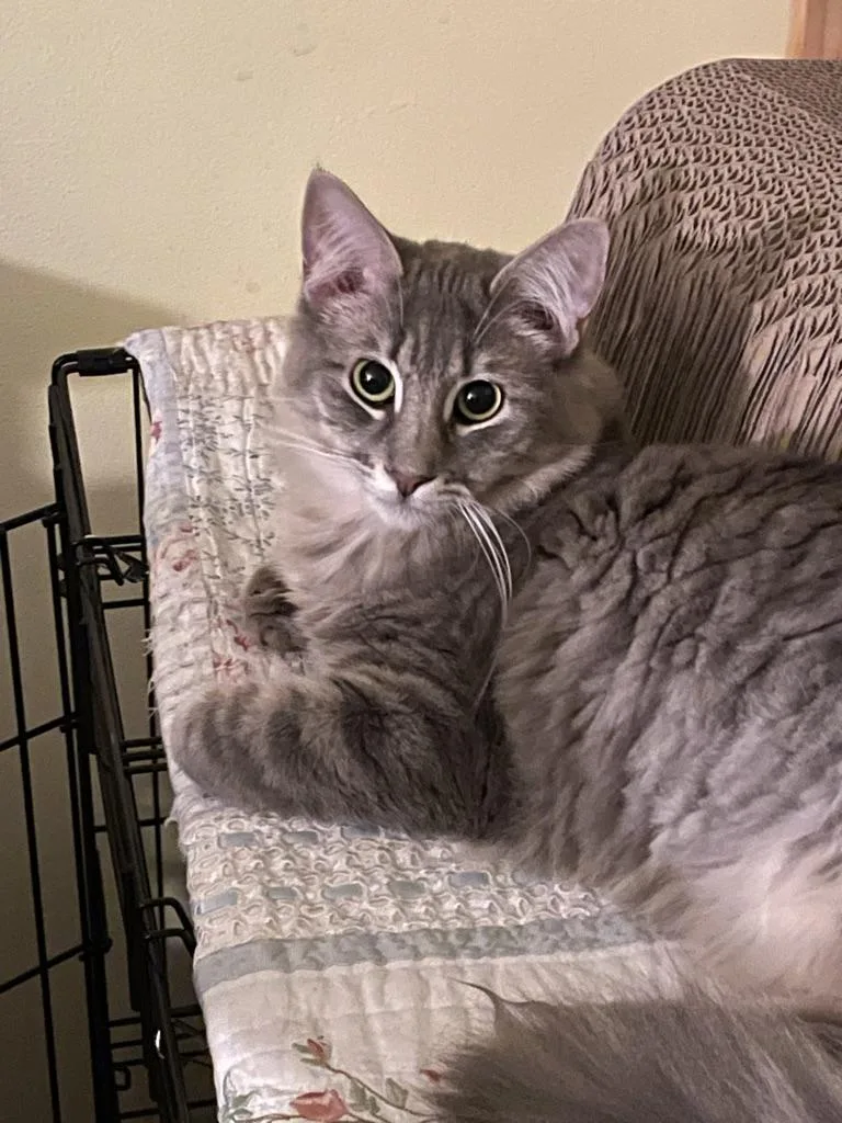 An adult medium-sized male Tabby (Gray / Blue / Silver) Domestic Medium Hair cat named Binley for adoption in Covina , CA