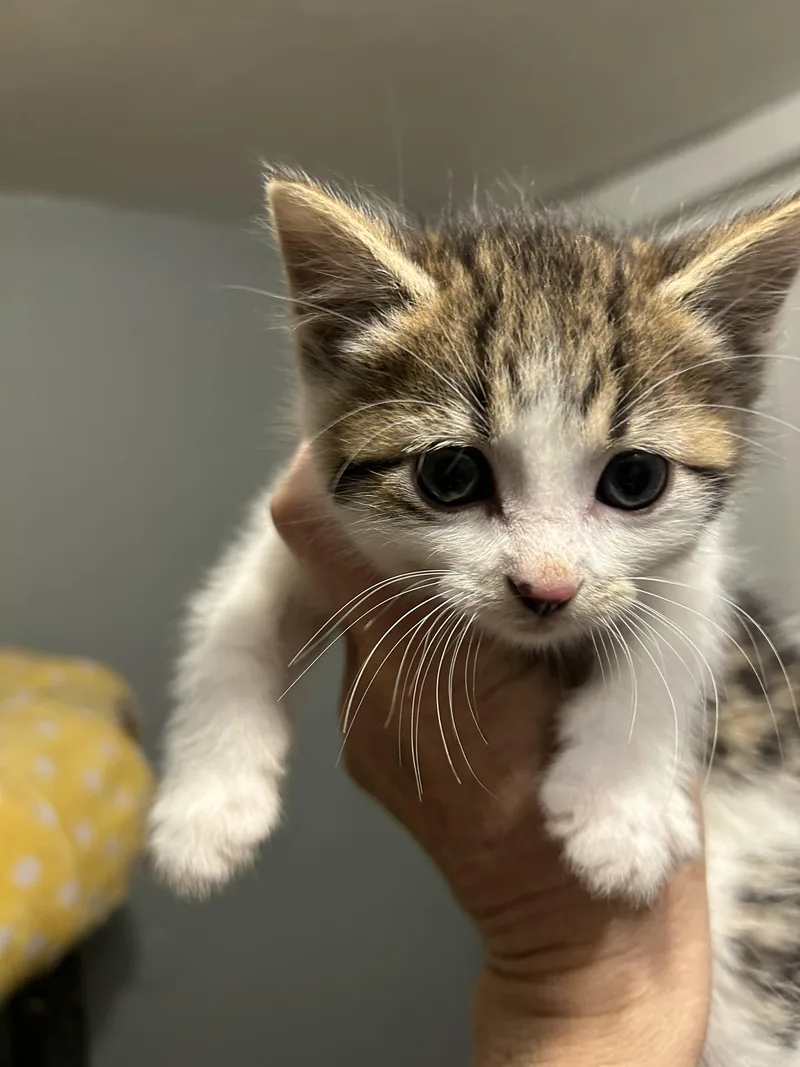 A baby small-sized female Domestic Short Hair cat named Skye for adoption in Heyburn, ID