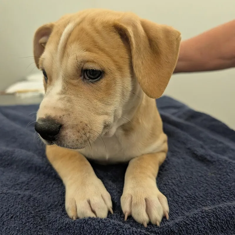 A baby small-sized male Yellow / Tan / Blond / Fawn Labrador Retriever dog named Breaker for adoption in Winston Salem, NC