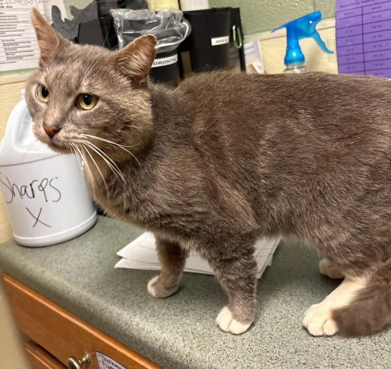 A young medium-sized male Domestic Short Hair cat named Goggles for adoption in Ellijay, GA