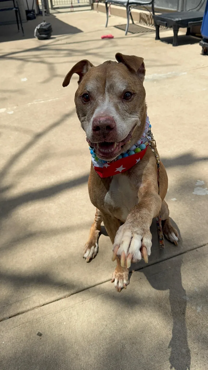 A senior medium-sized male Brown / Chocolate American Staffordshire Terrier dog named James for adoption in Wingdale, NY