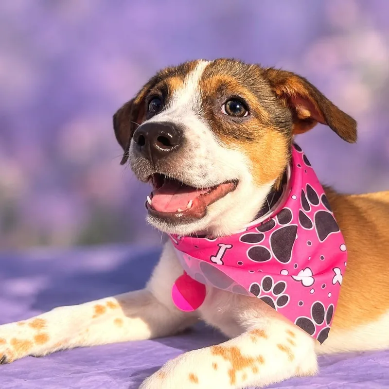 A baby small-sized female Red / Chestnut / Orange Beagle dog named Wonder for adoption in Boerne, TX