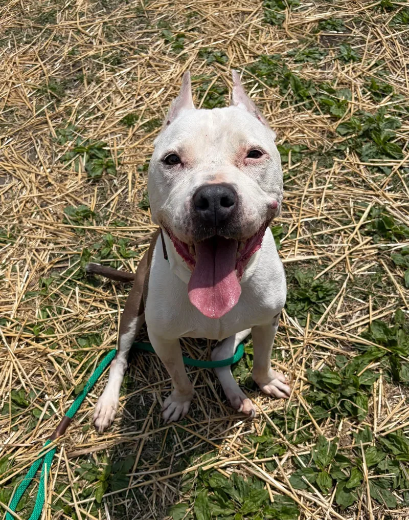 A senior medium-sized female White / Cream Pit Bull Terrier dog named Paloma for adoption in Chicago, IL