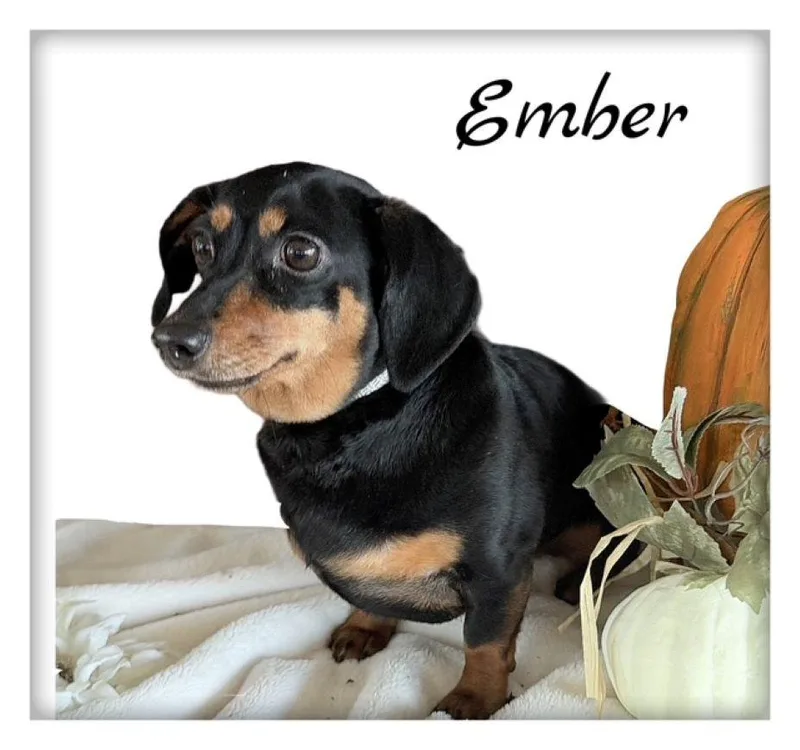 An adult small-sized female Black Dachshund dog named Ember for adoption in Tulsa, OK