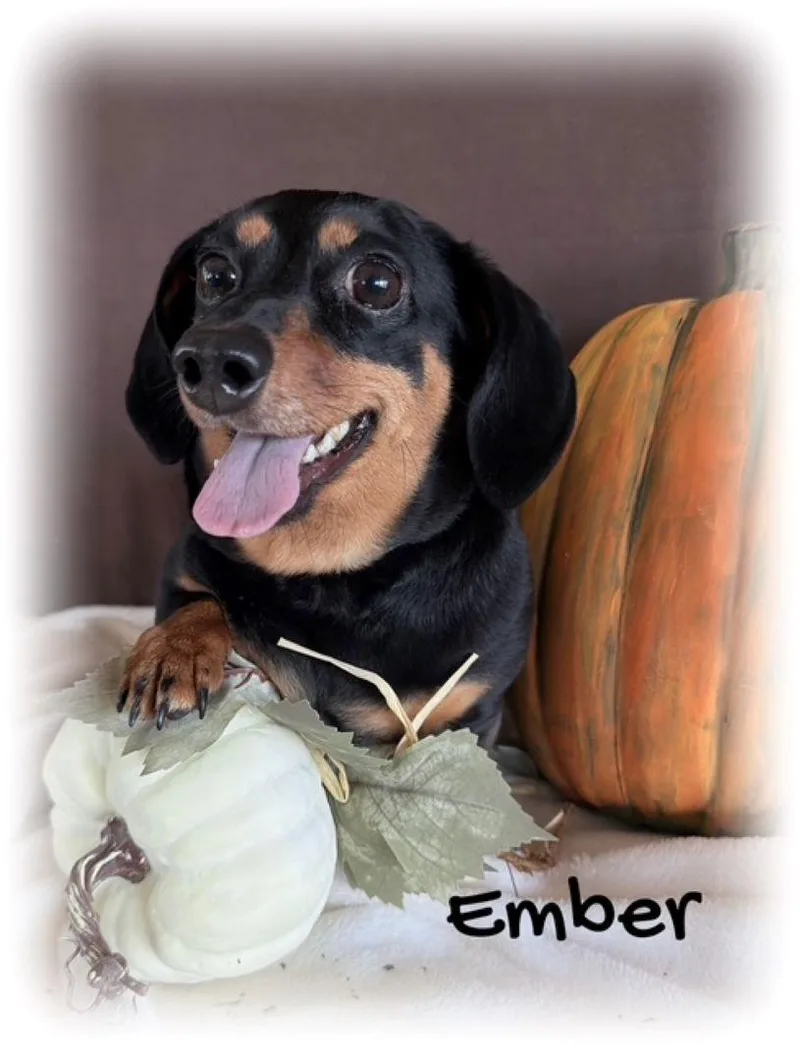 Ember thumbnail 5