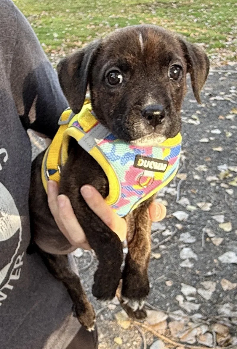A baby large-sized female Pit Bull Terrier dog named Zena for adoption in Oxford, MI