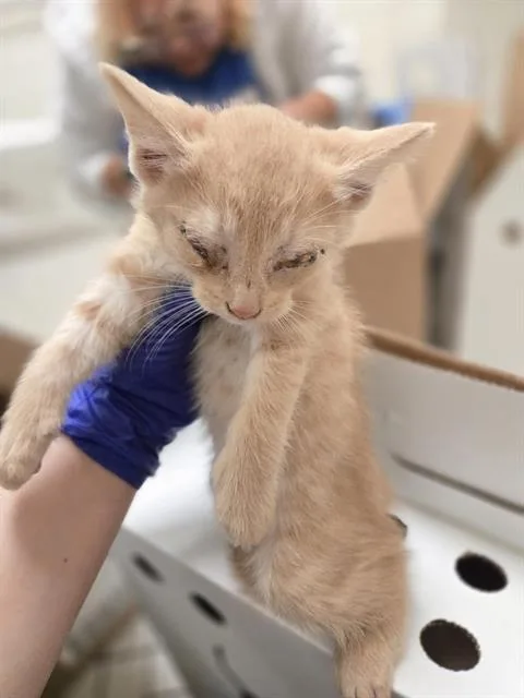 A baby medium-sized male Domestic Short Hair cat named Augustine for adoption in Dallas, TX
