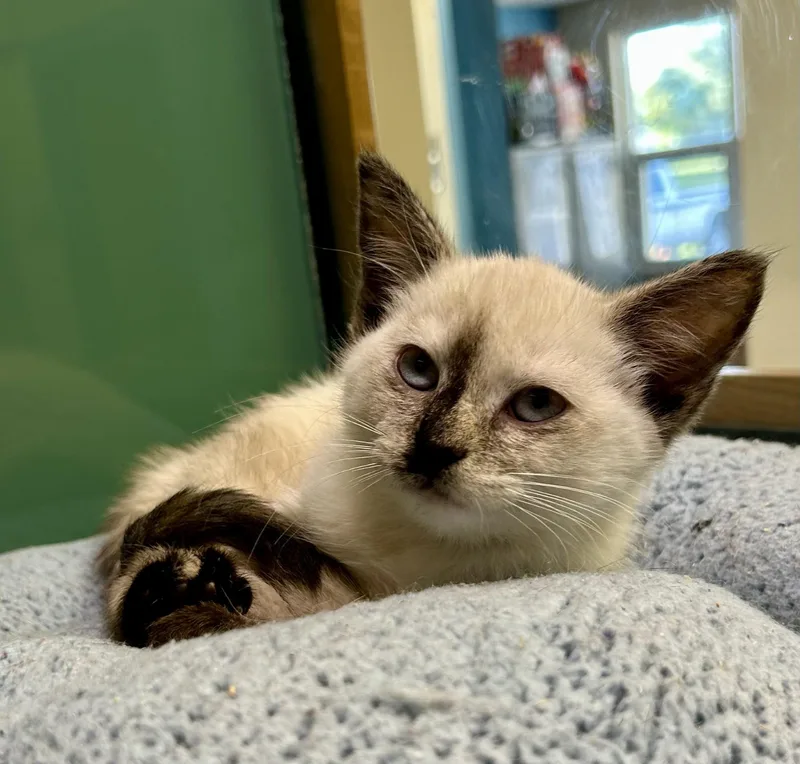 A baby medium-sized female Seal Point Domestic Short Hair cat named Hannah for adoption in Suffolk, VA