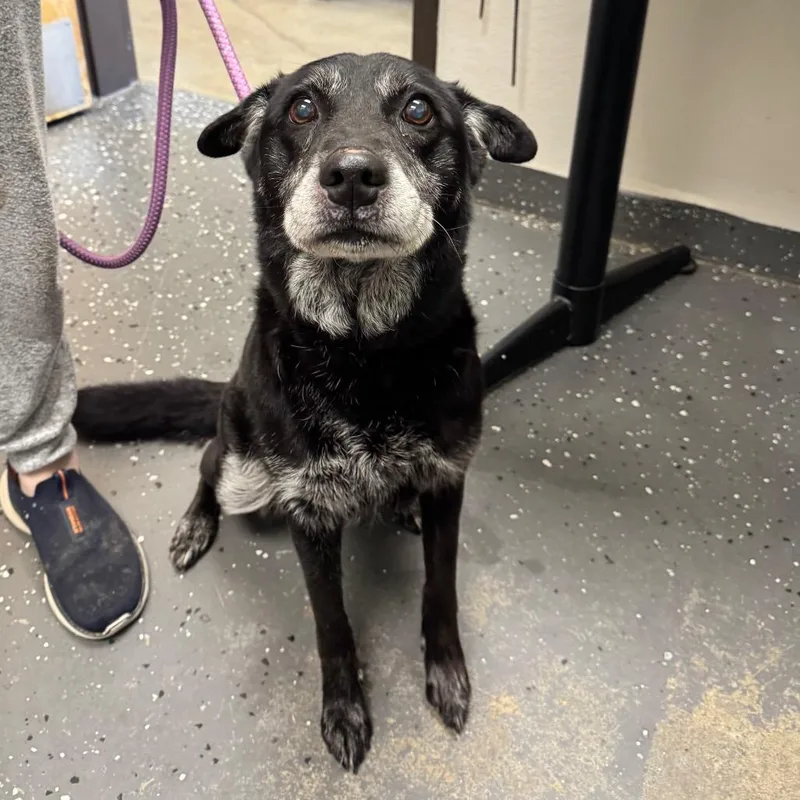 A senior medium-sized female Black Mixed Breed dog named Shadow Lady for adoption in Columbiana, AL