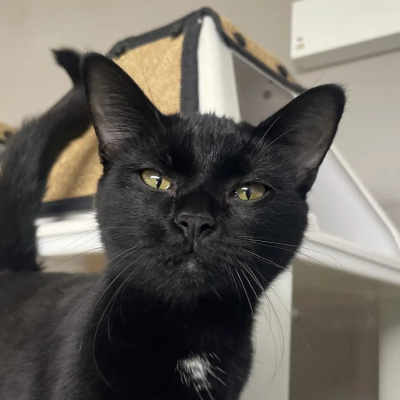 A young medium-sized female Black Domestic Short Hair cat named Hearsay for adoption in Chicago, IL