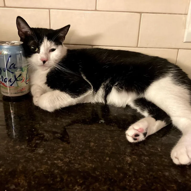 An adult medium-sized female Black & White / Tuxedo Domestic Short Hair cat named Meowie for adoption in Joshua Tree, CA