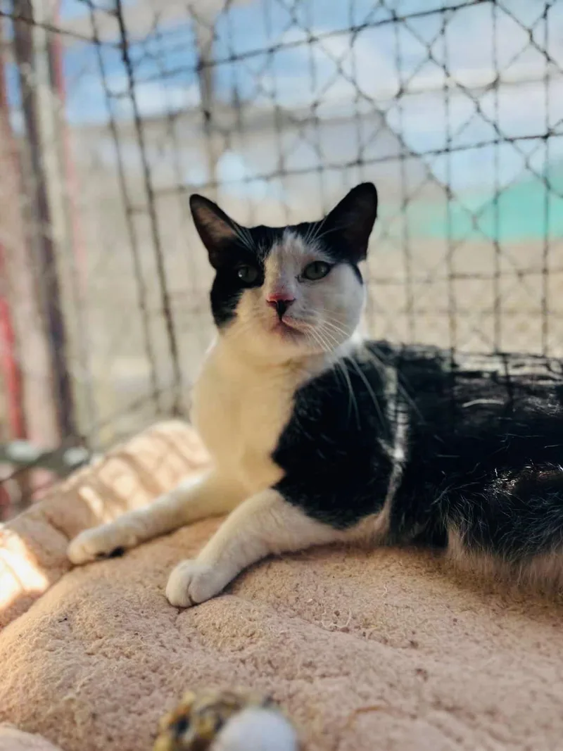 Meowie thumbnail 3