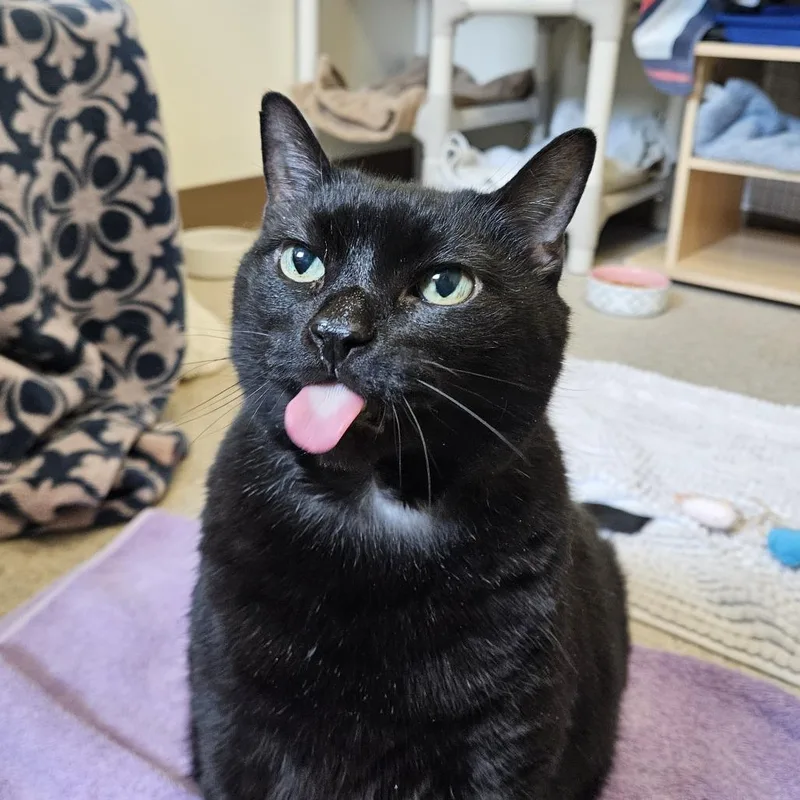 A senior extra large-sized male Black Domestic Short Hair cat named Midnight$ for adoption in Springfield, MA