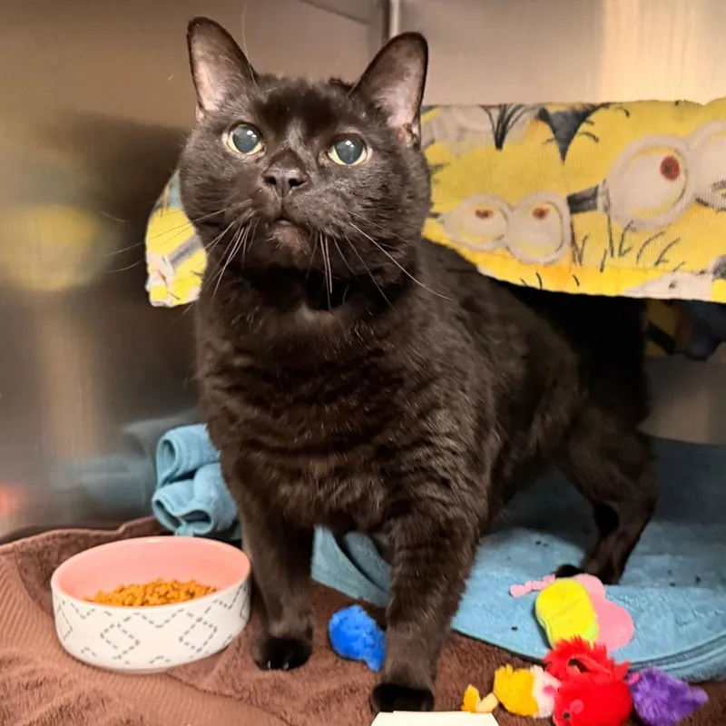 Midnight$ thumbnail 2